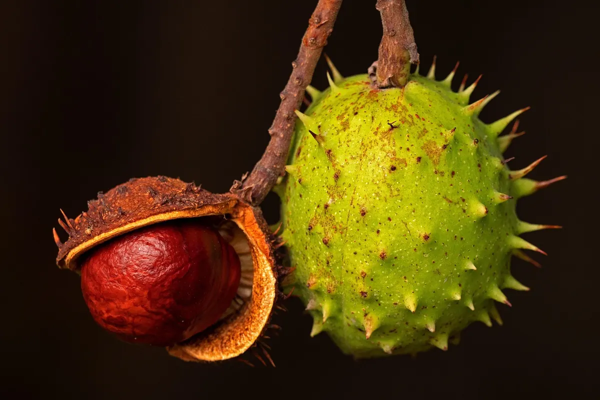 How to Store Ripened Fruit Without Over-Ripening It