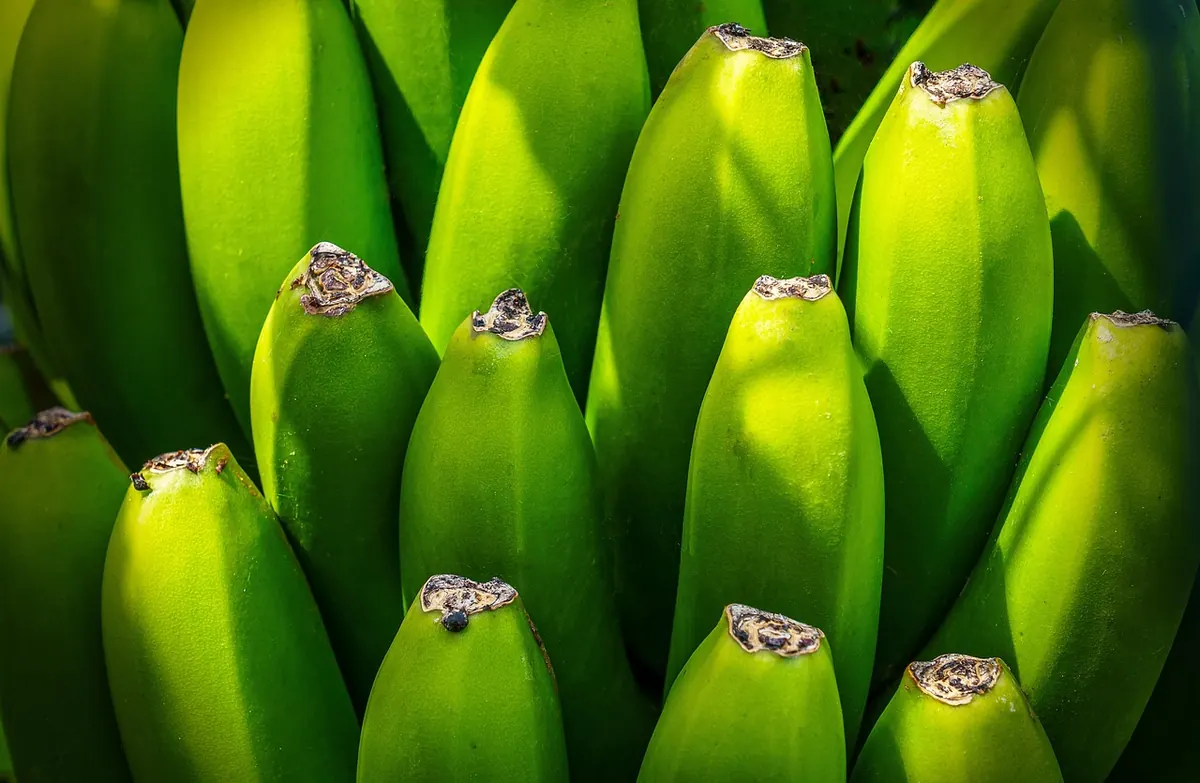Why Bananas Ripen Other Fruit: Ethylene Gas Explained